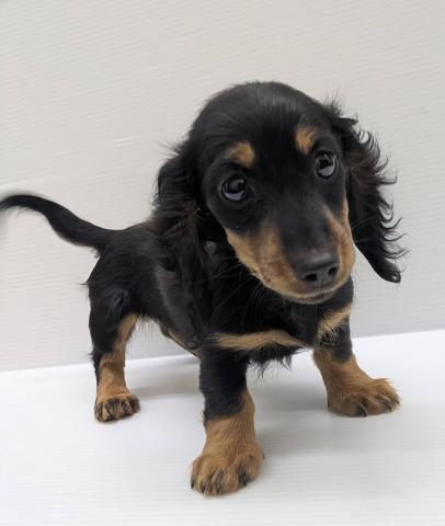 ミニチュアダックスフンド