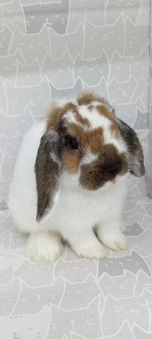 ブロークントーティスシェル