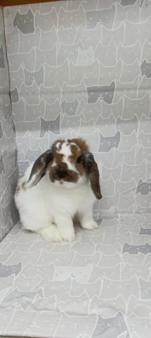 ブロークントーティスシェル