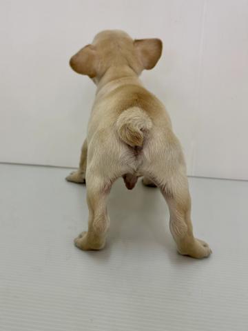 新潟県のフレンチブルドッグ (ペットアミ 新発田店/2025年11月20日生まれ/男の子/クリーム)の子犬の2枚目の画像