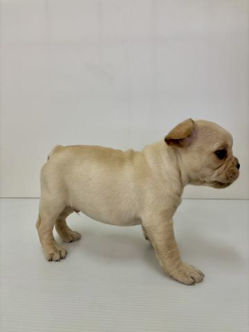 新潟県のフレンチブルドッグ (ペットアミ 新発田店/2025年11月20日生まれ/男の子/クリーム)の子犬の4枚目の画像