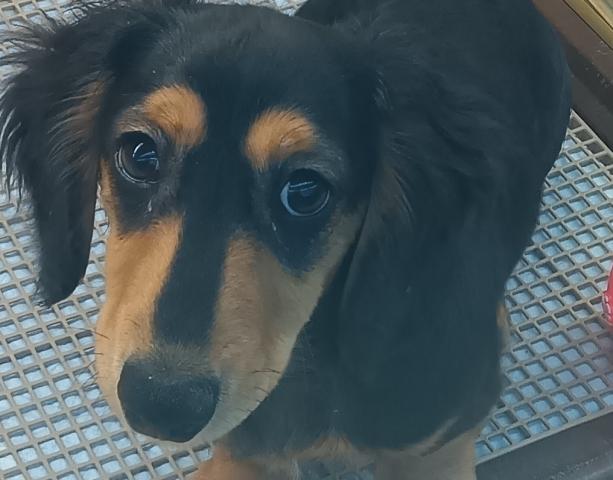 ミニチュアダックスフンド