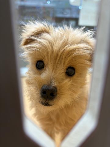 新潟県のポメプー(ポメラニアン×プードル) (ペットアミ 六日町店/2025年7月23日生まれ/男の子/アプリコット)の子犬の4枚目の画像