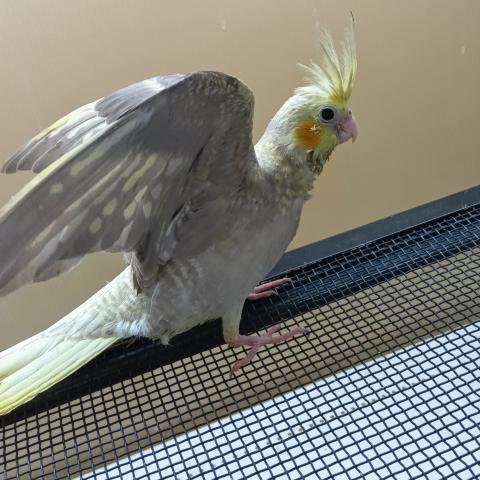 オカメインコ