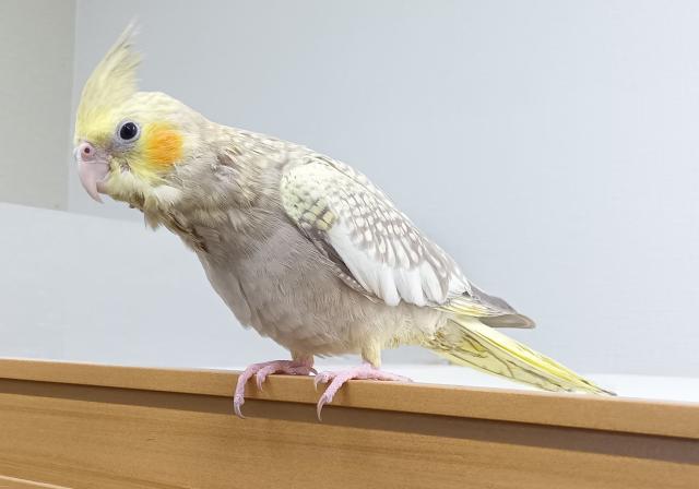 オカメインコ