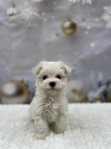 新潟県のマルチーズ (ペットアミ 十日町店/2025年11月14日生まれ/男の子/ホワイト)の子犬