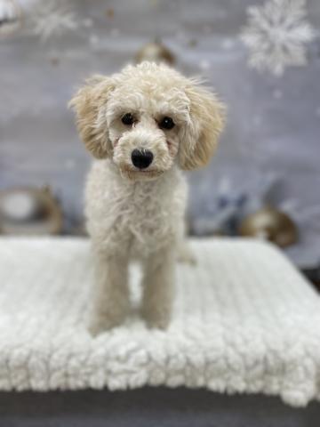 新潟県のトイプードル(トイ) (ペットアミ 十日町店/2025年8月1日生まれ/男の子/ペールフォーン)の子犬