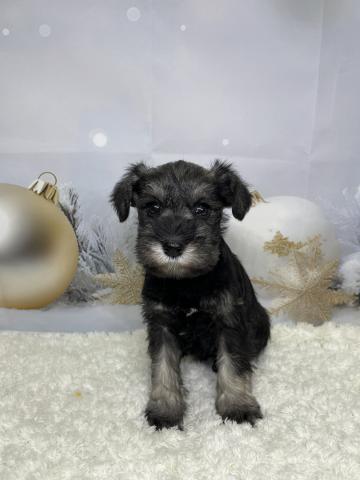 新潟県のミニチュアシュナウザー (ペットアミ 十日町店/2025年10月15日生まれ/女の子/ソルトペッパー)の子犬