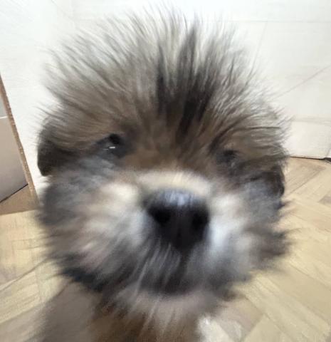 和歌山県の犬ハーフ(ポメラニアン×シーズー) (ペットアミ 和歌山インター店/2025年11月28日生まれ/女の子/その他色)の子犬の1枚目の画像