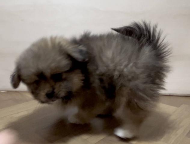 和歌山県の犬ハーフ(ポメラニアン×シーズー) (ペットアミ 和歌山インター店/2025年11月28日生まれ/女の子/その他色)の子犬の2枚目の画像