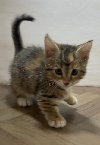 和歌山県のマンチカン (ペットアミ 和歌山インター店/2025年11月14日生まれ/女の子/ブラウンパッチドタビーホワイト)の子猫の1枚目の画像