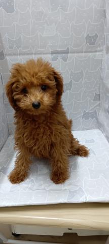 富山県のトイプードル(トイ) (ペットアミ宮野店/2026年10月24日生まれ/男の子/レッド)の子犬