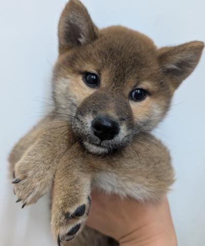 三重県の柴犬(標準サイズ) (ペットアミ 名張店/2025年9月6日生まれ/男の子/赤)の子犬