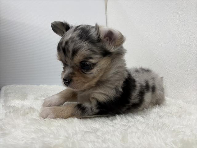 チワワ（ロングコート）