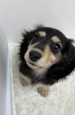 ミニチュアダックスフンド