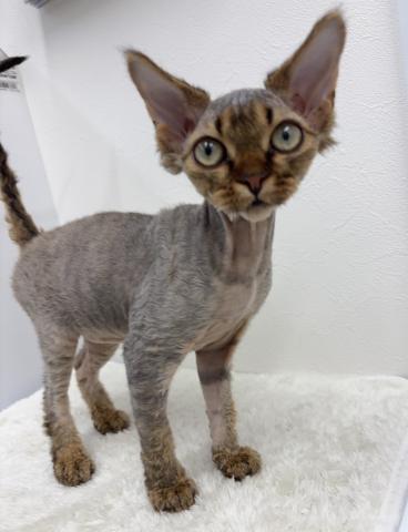 和歌山県のデボンレックス (ペットアミ 那賀店/2025年11月3日生まれ/女の子/ブラウンタビー)の子猫の1枚目の画像