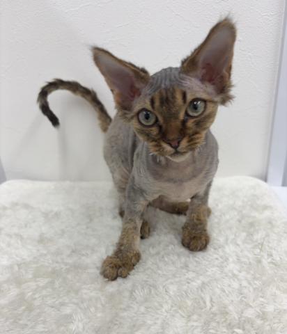 和歌山県のデボンレックス (ペットアミ 那賀店/2025年11月3日生まれ/女の子/ブラウンタビー)の子猫の3枚目の画像
