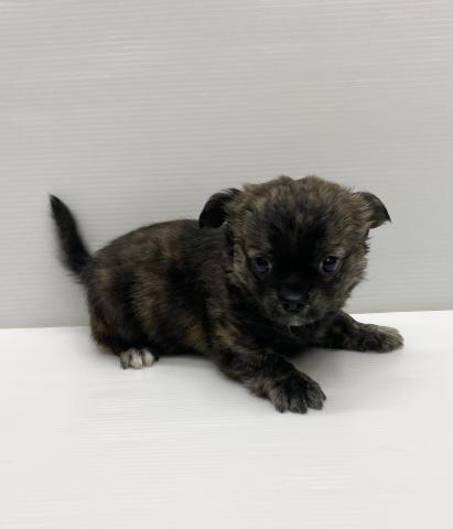 和歌山県のハーフ犬・ミックス犬 (ペットアミ 岩出店/2025年11月22日生まれ/男の子/ブラックタン)の子犬の2枚目の画像