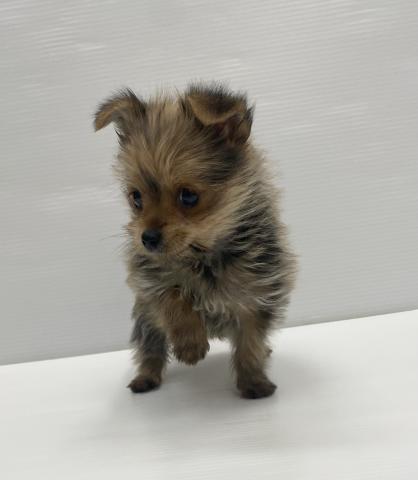 和歌山県のハーフ犬・ミックス犬 (ペットアミ 岩出店/2025年11月8日生まれ/女の子/その他色)の子犬の2枚目の画像