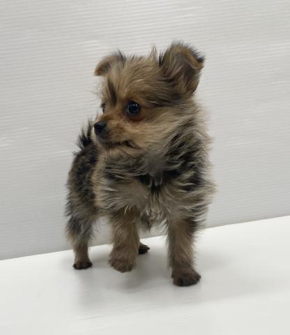 和歌山県のハーフ犬・ミックス犬 (ペットアミ 岩出店/2025年11月8日生まれ/女の子/その他色)の子犬の3枚目の画像