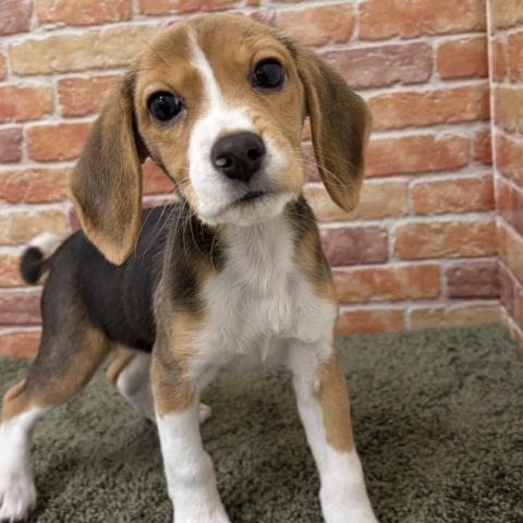 石川県のビーグル (ペットアミ 津幡店/2025年11月1日生まれ/女の子/ブラックホワイトタン)の子犬の2枚目の画像