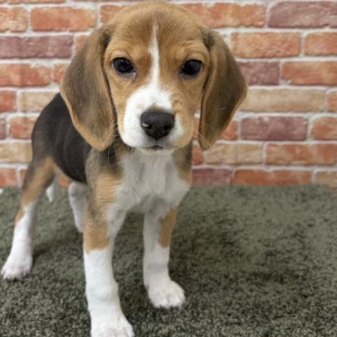 石川県のビーグル (ペットアミ 津幡店/2025年11月1日生まれ/女の子/ブラックホワイトタン)の子犬の3枚目の画像