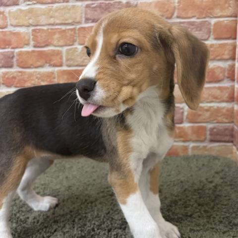 石川県のビーグル (ペットアミ 津幡店/2025年11月1日生まれ/女の子/ブラックホワイトタン)の子犬の4枚目の画像