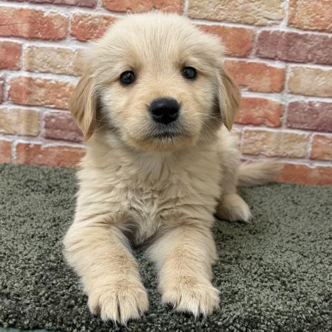 石川県のゴールデンレトリバー (ペットアミ 津幡店/2025年11月15日生まれ/女の子/ゴールデン)の子犬の2枚目の画像