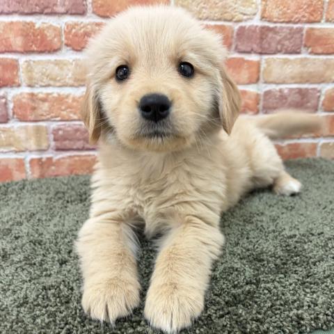 石川県のゴールデンレトリバー (ペットアミ 津幡店/2025年11月15日生まれ/女の子/ゴールデン)の子犬の3枚目の画像