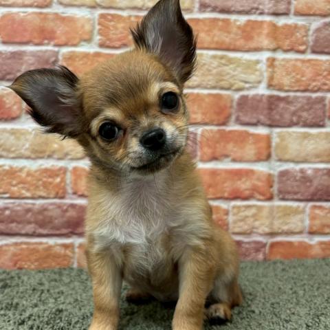 石川県のチワワ(ロング) (ペットアミ 津幡店/2025年11月14日生まれ/女の子/フォーン)の子犬の2枚目の画像