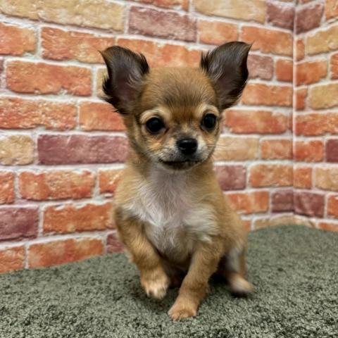 石川県のチワワ(ロング) (ペットアミ 津幡店/2025年11月14日生まれ/女の子/フォーン)の子犬の3枚目の画像