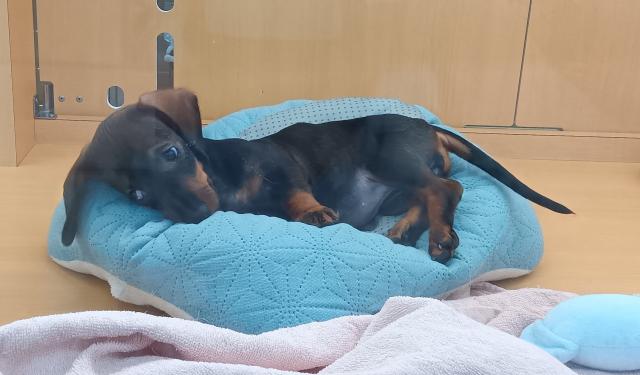 新潟県のスタンダードダックスフンド(ロング) (ペットアミ 六日町店/2025年11月9日生まれ/女の子/レッド)の子犬の4枚目の画像