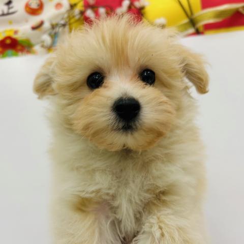 秋田県のポメプー(ポメラニアン×プードル) (ペットアミ 秋田卸町店/2025年10月20日生まれ/男の子/アプリコット)の子犬