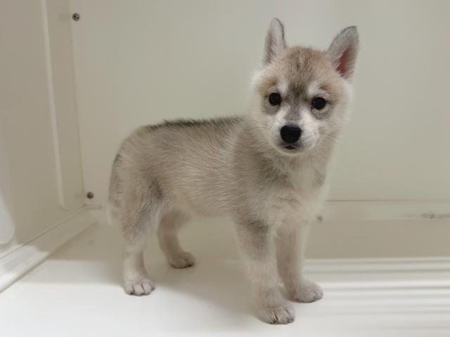 シベリアンハスキー