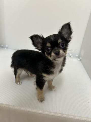 チワワ（ロングコート）