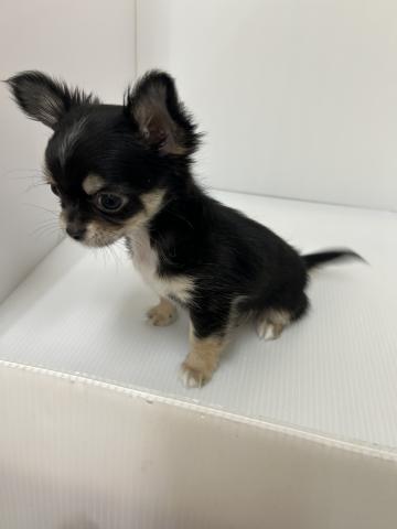 チワワ（ロングコート）