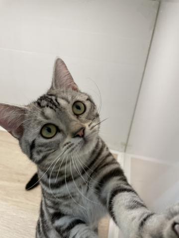 アメリカンショートヘアー