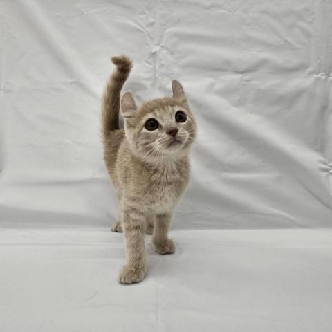 大阪府のアメリカンカール (NICO PET Select 和泉中央店/2025年10月10日生まれ/男の子/クリームタビー)の子猫の1枚目の画像