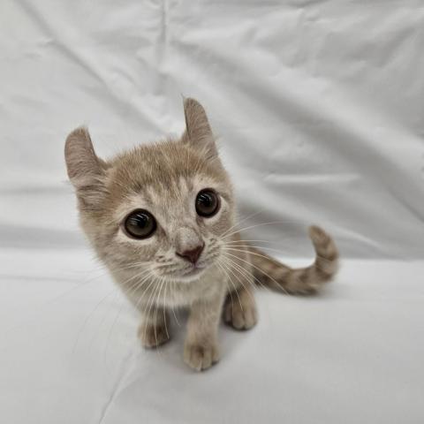 大阪府のアメリカンカール (NICO PET Select 和泉中央店/2025年10月10日生まれ/男の子/クリームタビー)の子猫の2枚目の画像