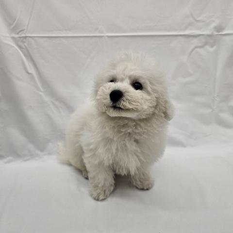 大阪府のビションフリーゼ (NICO PET Select 和泉中央店/2025年11月8日生まれ/男の子/ホワイト)の子犬の2枚目の画像