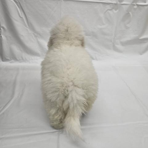 大阪府のビションフリーゼ (NICO PET Select 和泉中央店/2025年11月8日生まれ/男の子/ホワイト)の子犬の4枚目の画像