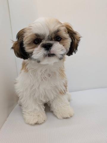 シーズー子犬