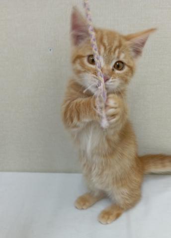 富山県のマンチカン (ペットアミ宮野店/2025年11月14日生まれ/男の子/レッドマッカレルタビー)の子猫の2枚目の画像