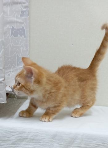 富山県のマンチカン (ペットアミ宮野店/2025年11月14日生まれ/男の子/レッドマッカレルタビー)の子猫の4枚目の画像