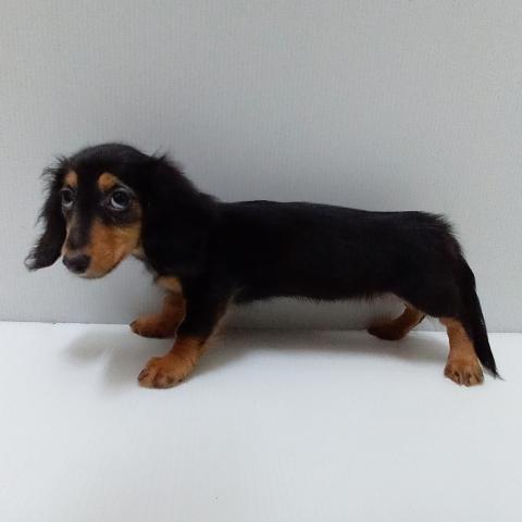 岩手県のハーフ犬・ミックス犬 (ペットアミ 花巻店/2025年5月16日生まれ/女の子/ブラックタン)の子犬の2枚目の画像