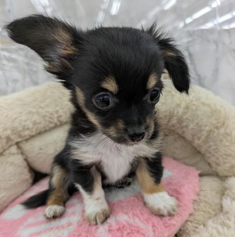 MIXチワワ×M.ダックス