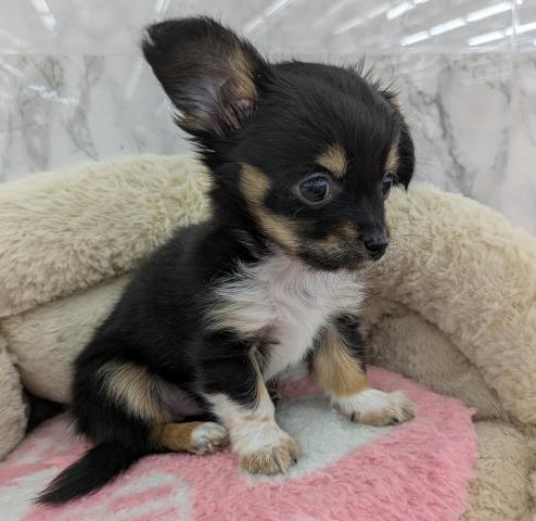 MIXチワワ×M.ダックス