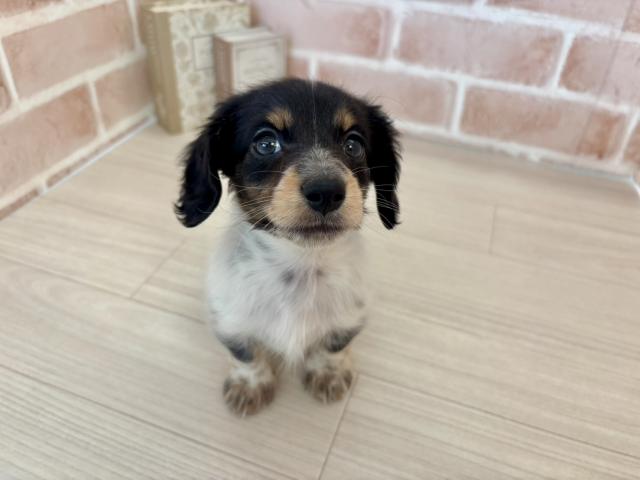 ミニチュアダックスフンド