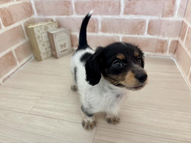 埼玉県のミニチュアダックスフンド(ロング) (NICO PET さいたま新都心店/2025年11月15日生まれ/男の子/ブラックタンパイボールド)の子犬の2枚目の画像