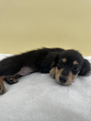 ミニチュアダックスフンド